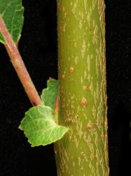 Salix eriocephala × S. petiolaris. Stipules and older branchlet surface.
 Image: D. Glenny © Landcare Research 2020 CC BY 4.0